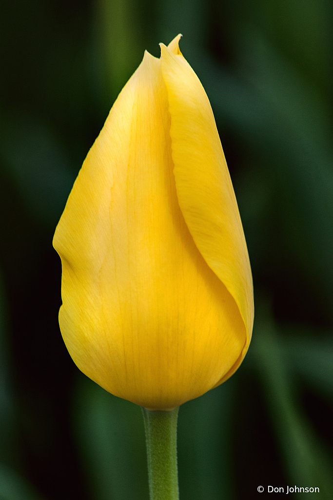 A Single Tulip 4-16-21 150