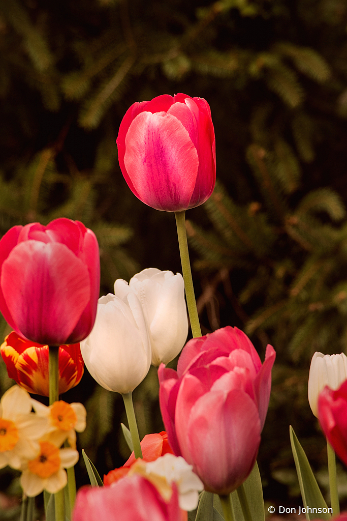 Tulip Standing Tall 4-16-21 254