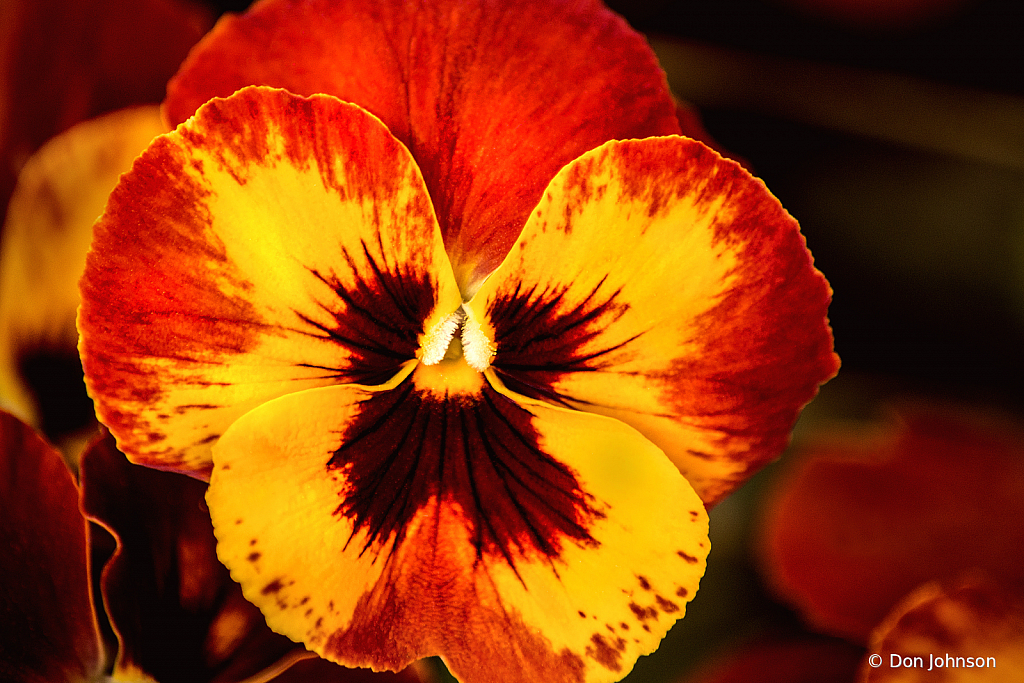 Many Colored Pansy 4-16-21 115