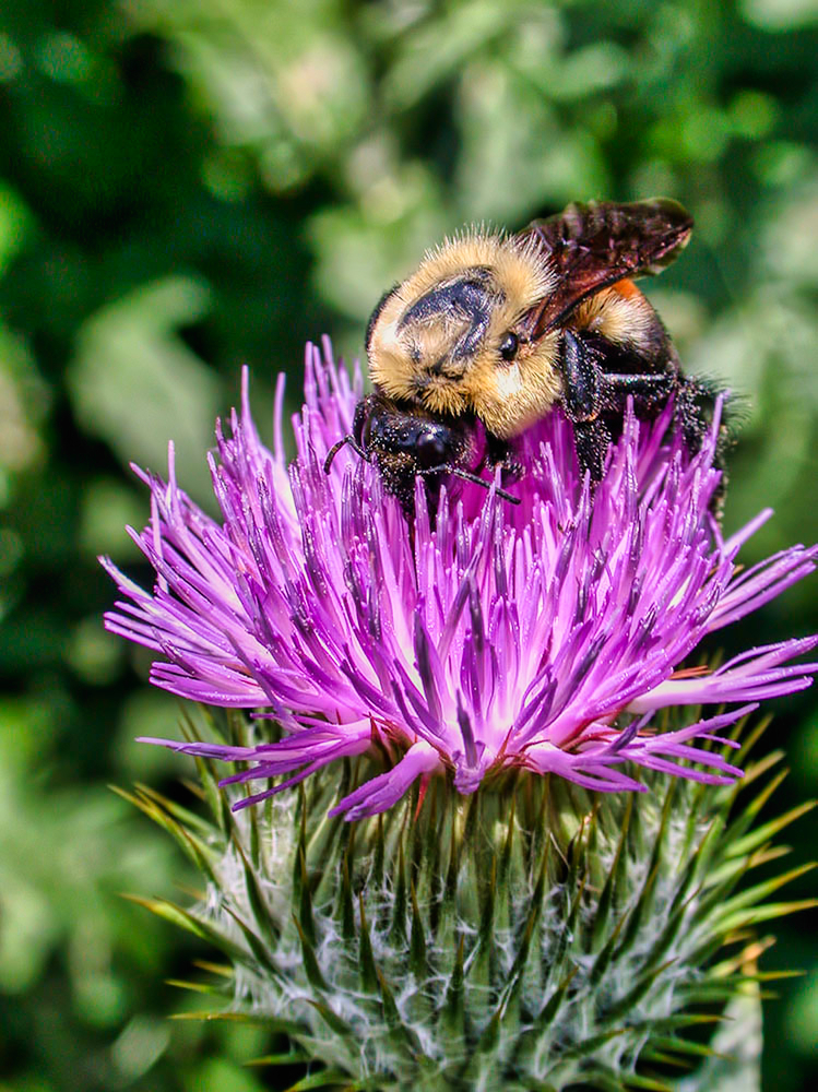 Bee On a Thistle