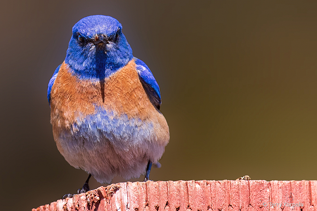 Western Blue Bird