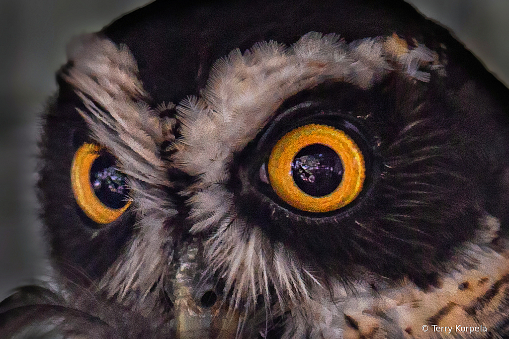 Spectacled Owl