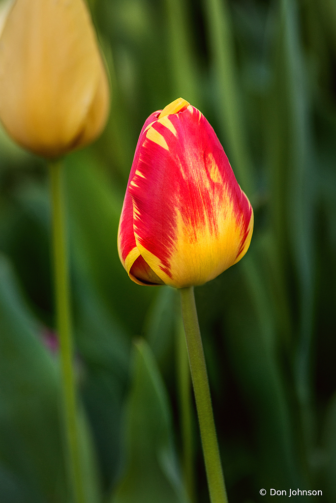 Another Lovely Tulip 4-16-21 128