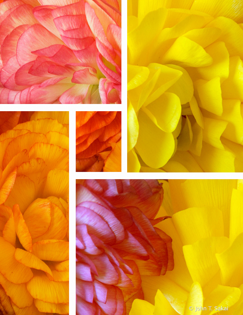 Ranunculus Petals Upclose