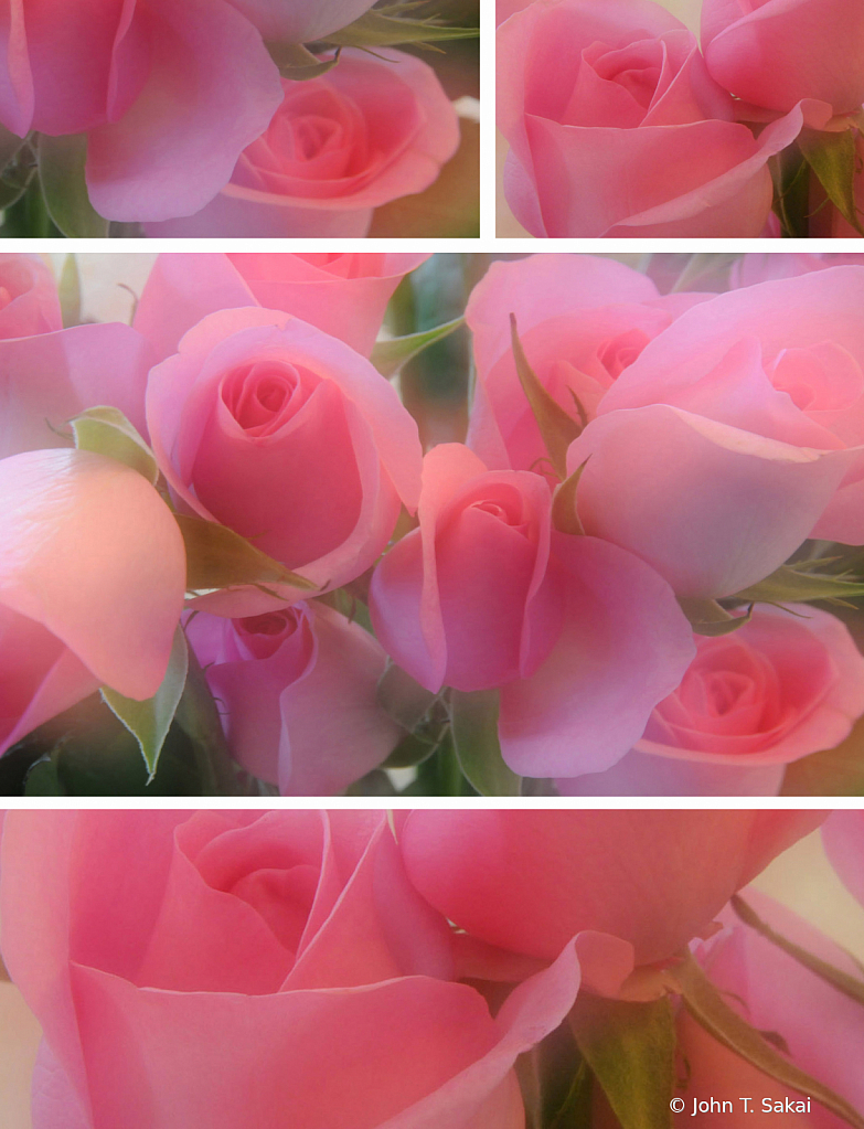 Pink Roses 