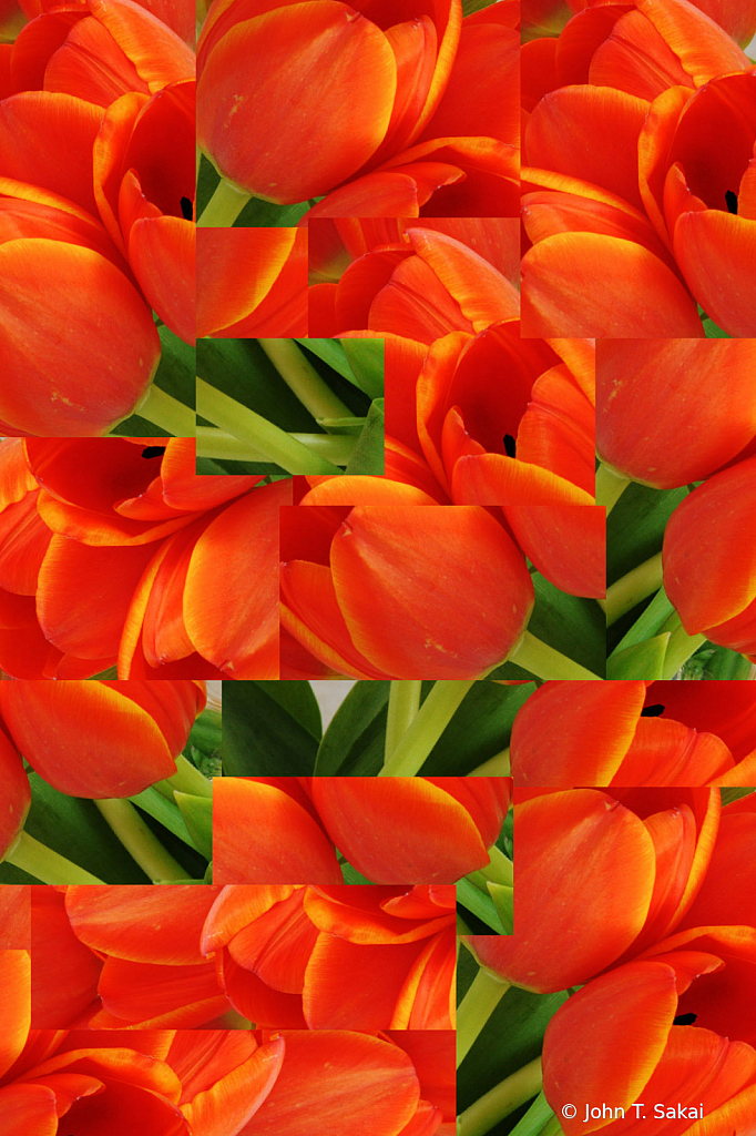 Tulips