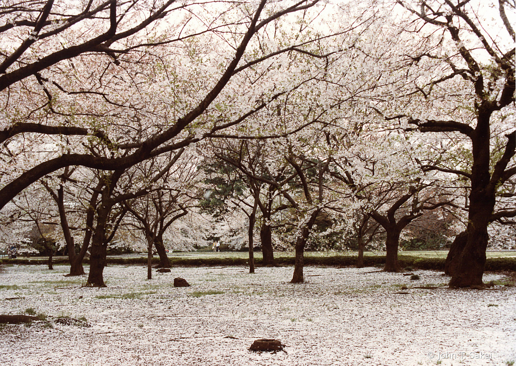 Cherry Blossoms Blanket Park Grounds