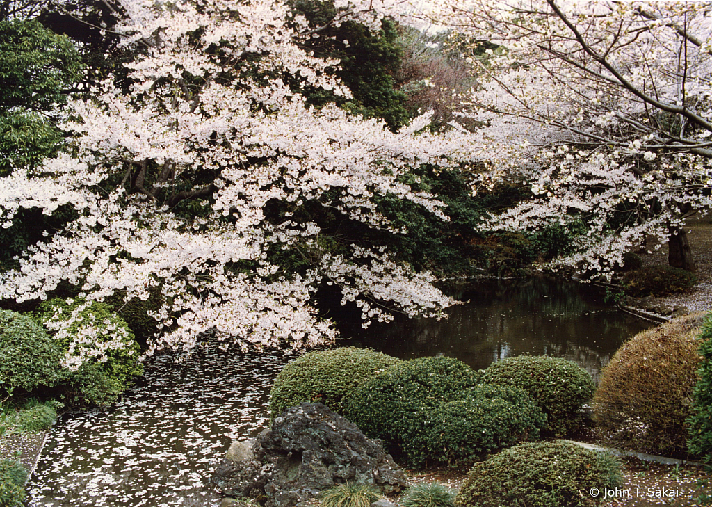 Cherry Blossoms Falling on Stream