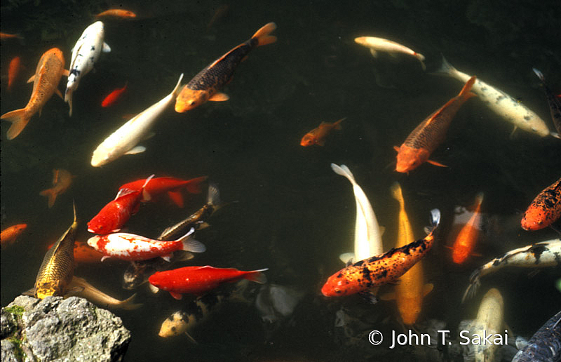 Colorful Koi Fish Pond