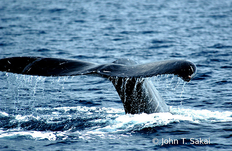 Another Whale of a Tail