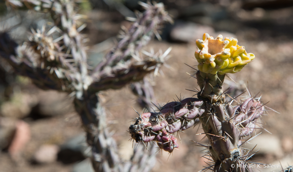 The Last Santa Fe Cactus Flower