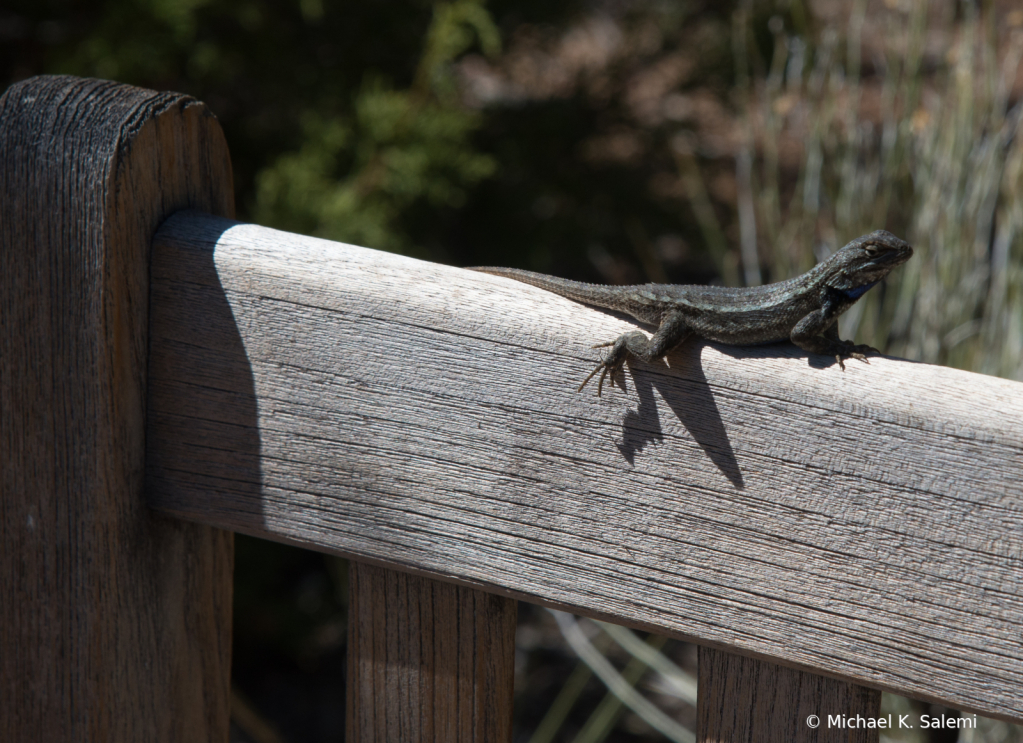 Lizard on a Bench