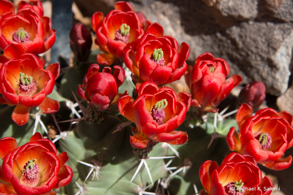 Cactus Flowers at Santa Fe Botanical Garden