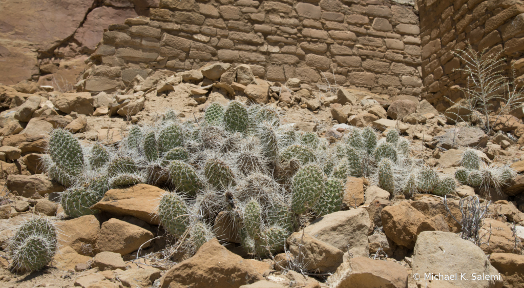 Chaco Cactus Garden