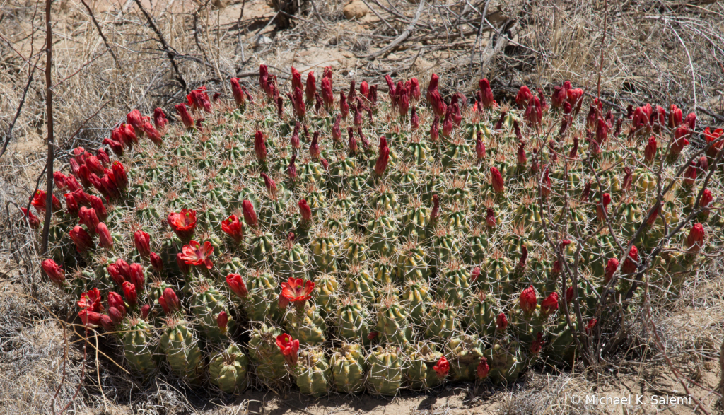Chaco Cactus