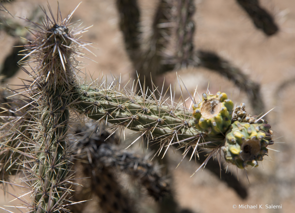 Cactus Flower at El Malpais
