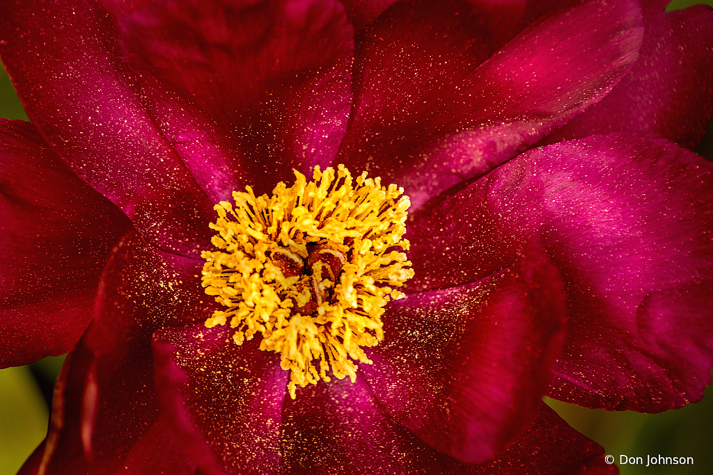 Lavender Peony
