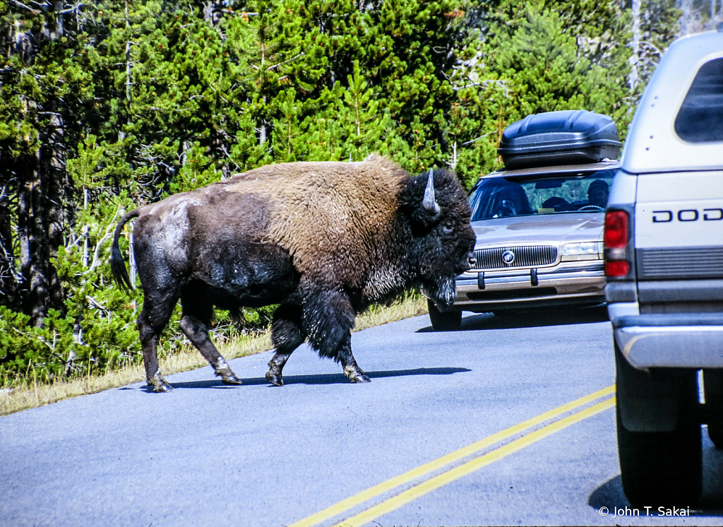 Bison Crosses Traffic