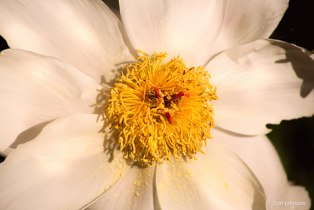 White Peony 5-19-21 059