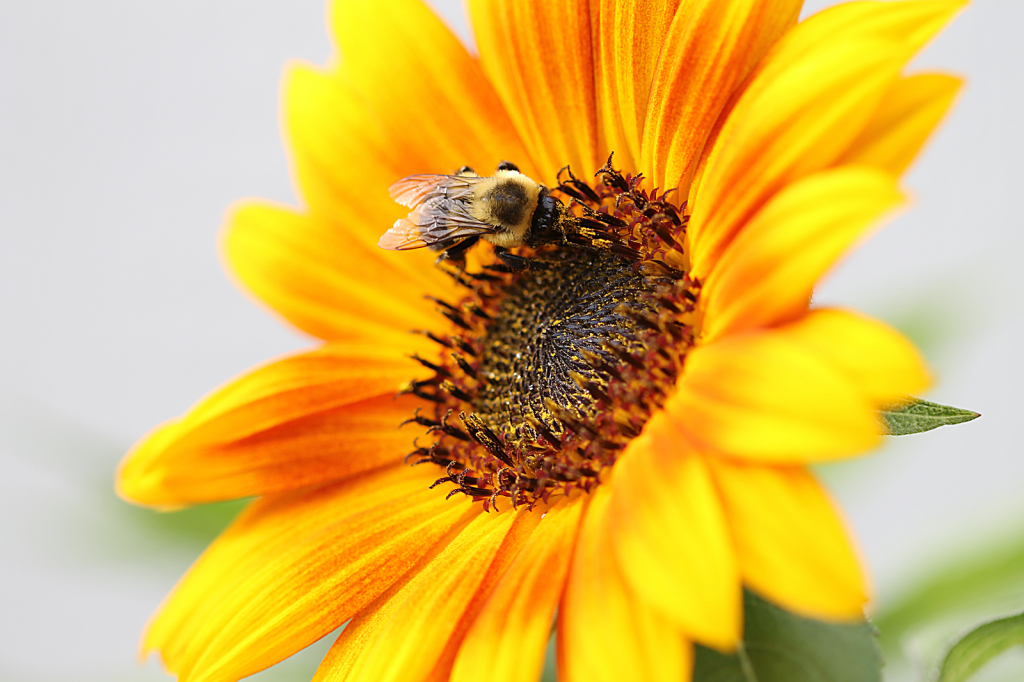 Sunflower 2