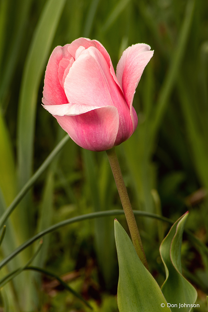 One Spring Tulip 4-16-21 258