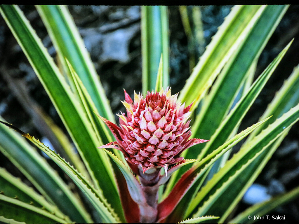 Thorny Red Emerges