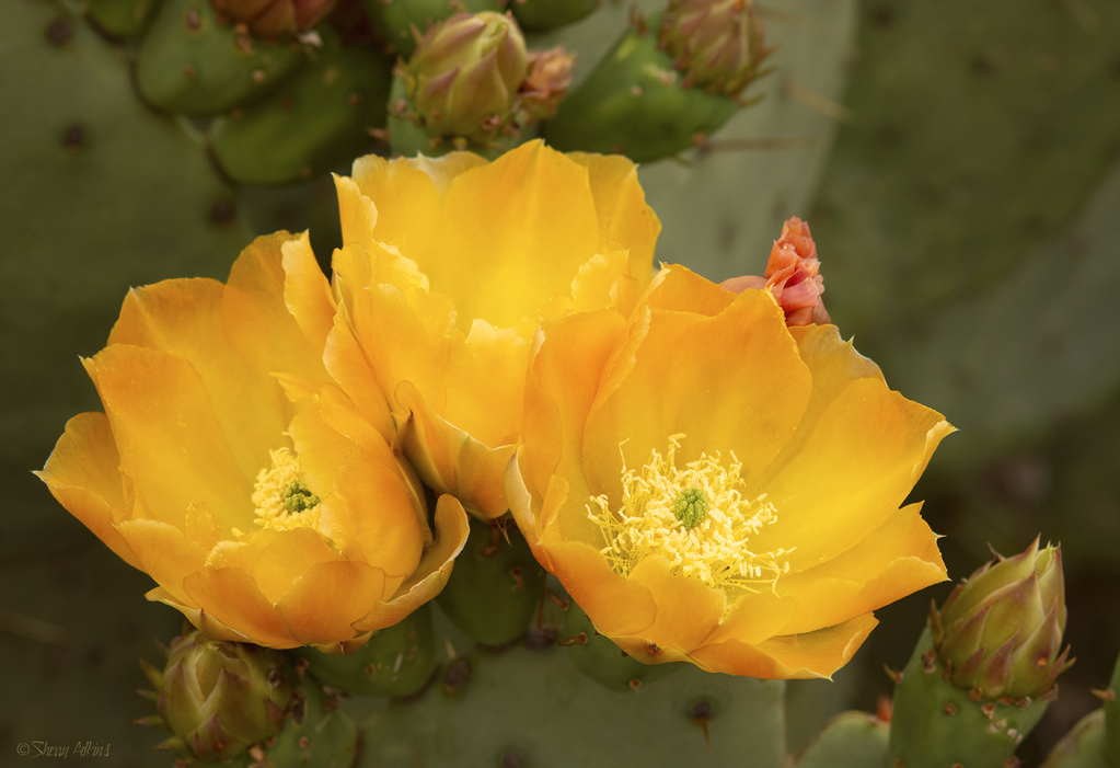 Prickly Pear cactus blooms