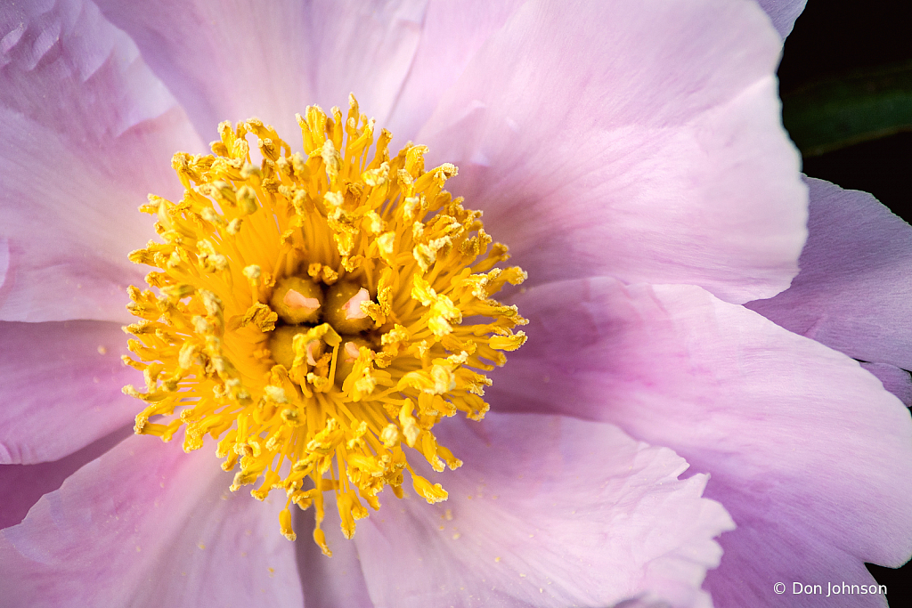 Lovely Peony 5-19-21 080