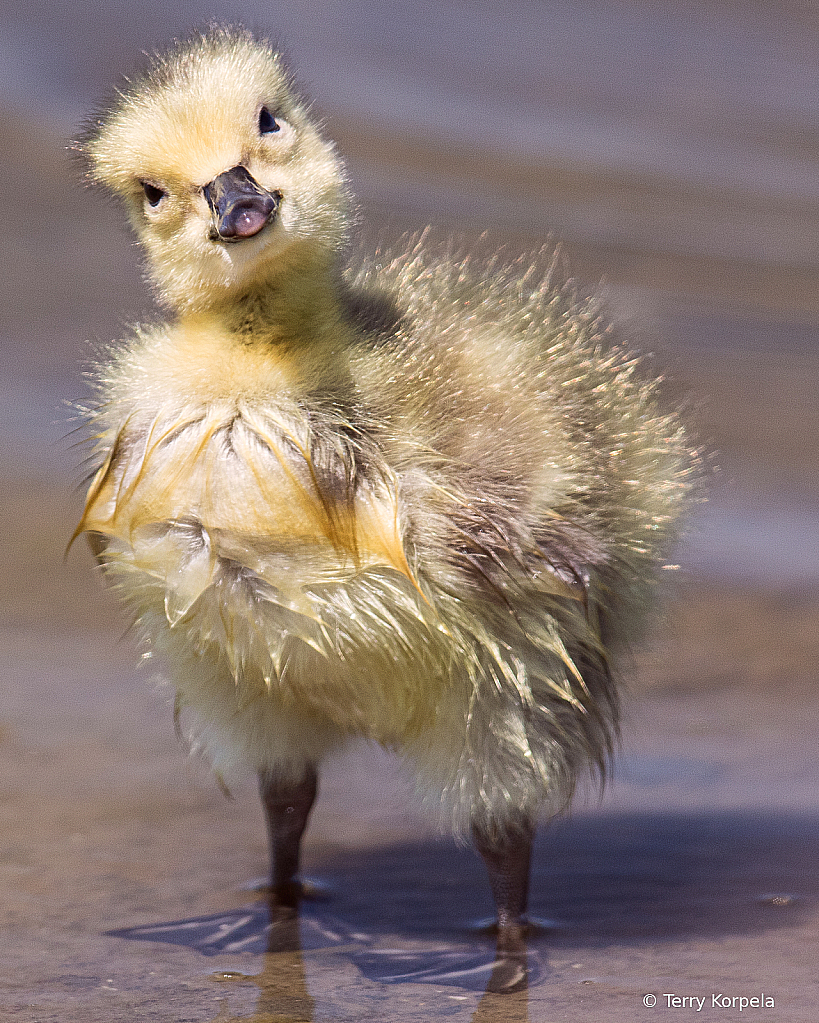 Gosling  Couple of days old