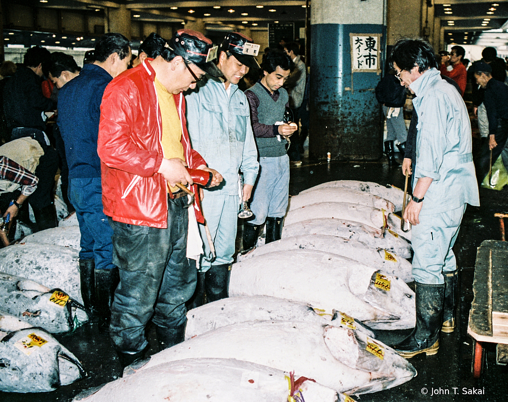 Inspecting Tuna Before the Auction