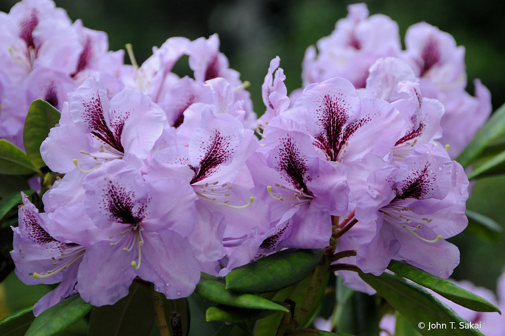 Rhododendron