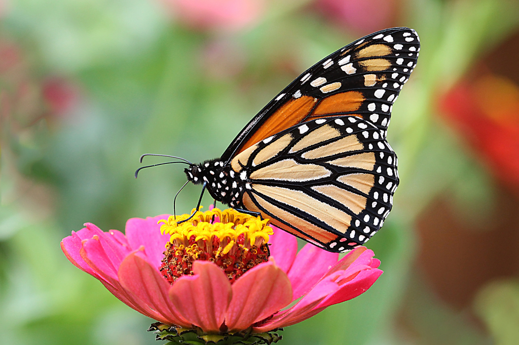 Monarch