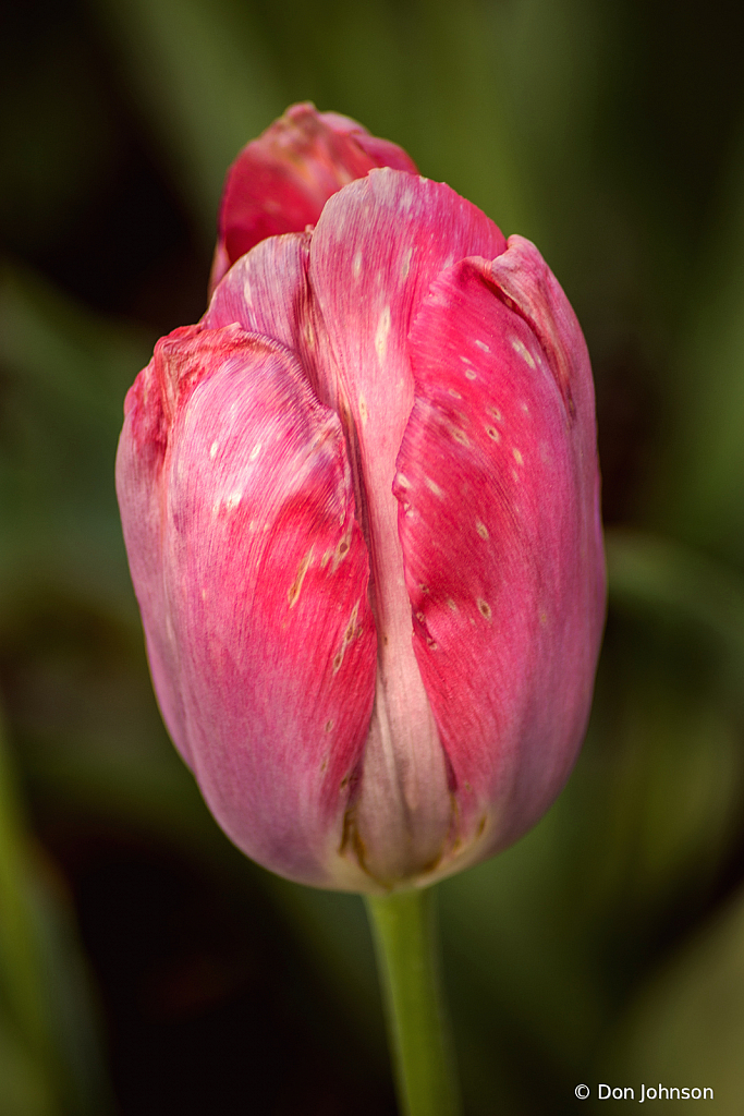 A Tulip in Profile 4-16-21 204