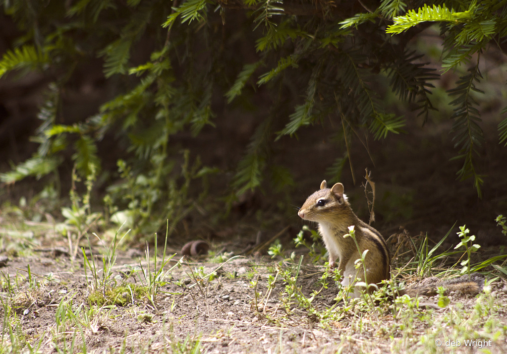 On the Lookout