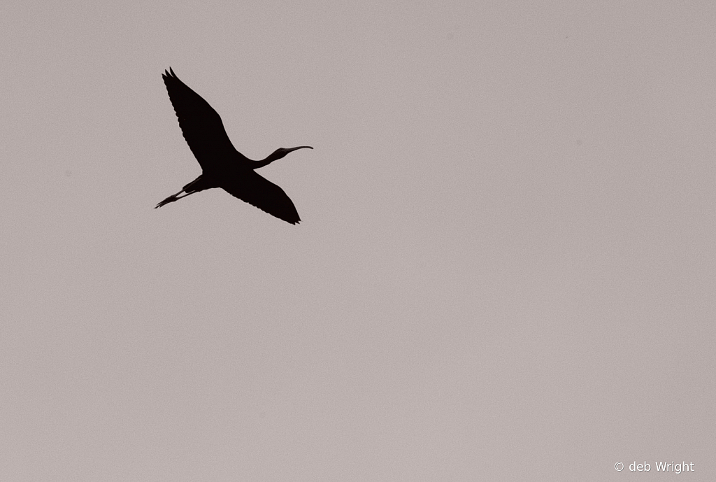 Silhouette of an Ibis