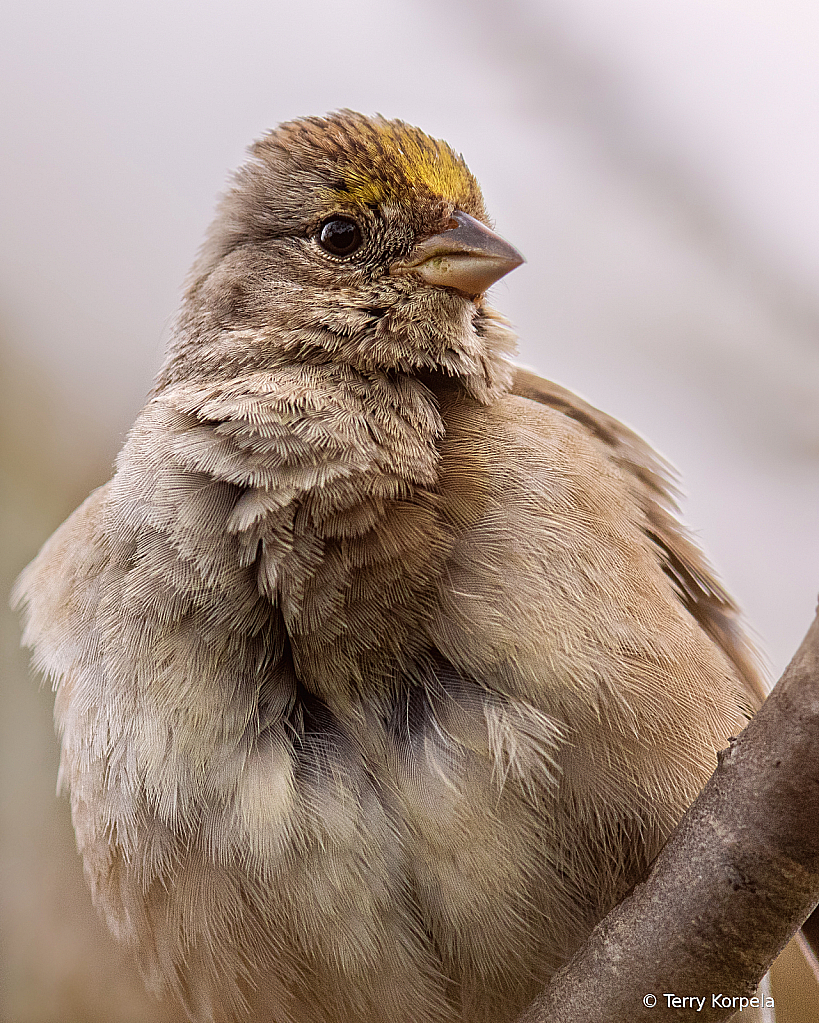 Golden-crown Sparrow (portrait)
