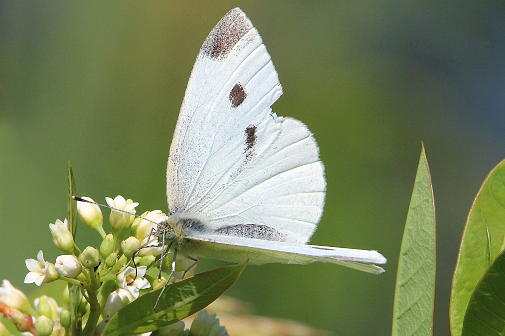 Cabbage White Butterfly