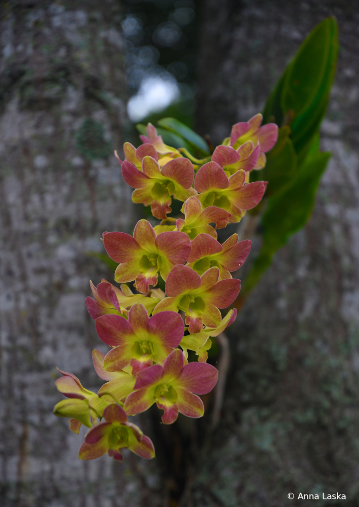 Tree Orchids
