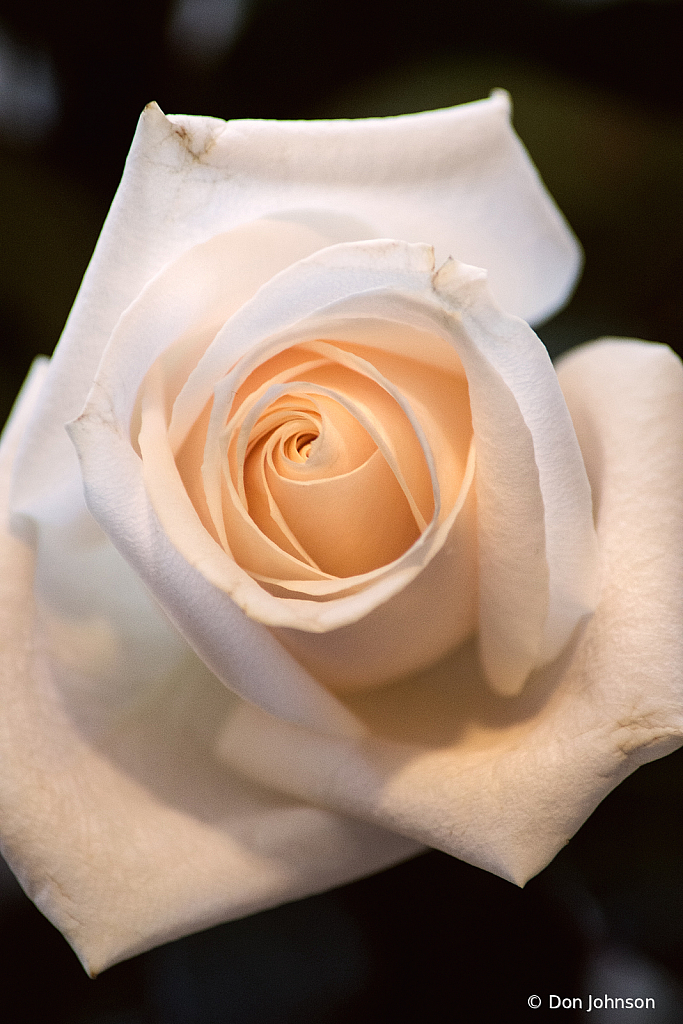 Wonderful White Rose 3-13-21 017