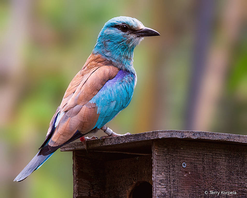 Western European Roller