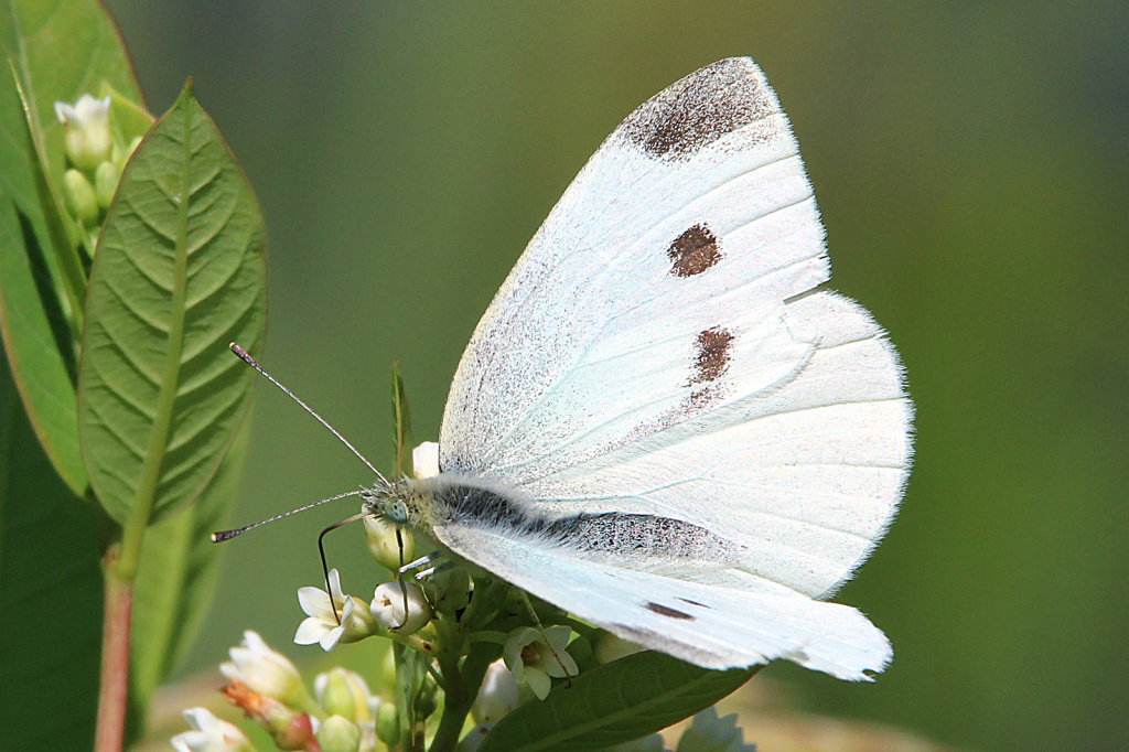 Cabbage White Butterfly 2