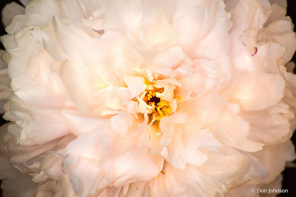 White Peony Close-Up 5-19-21 033