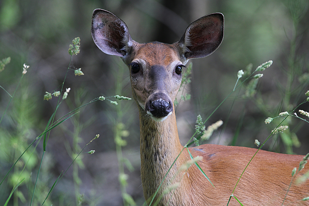 Deer