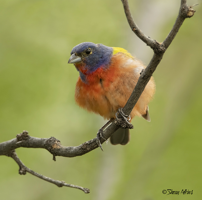 Painted Bunting