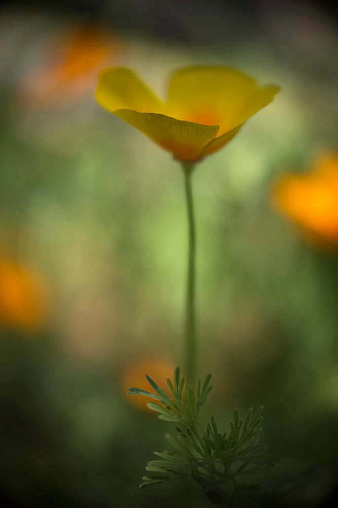 Lone California Poppy