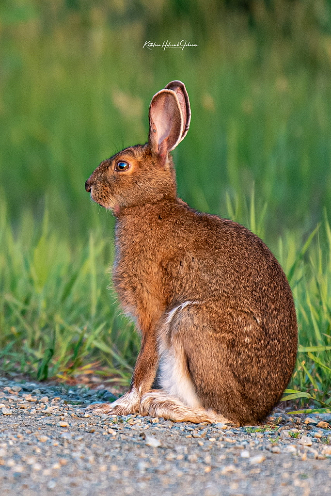 Snowshoe Hare - Summer Colors!