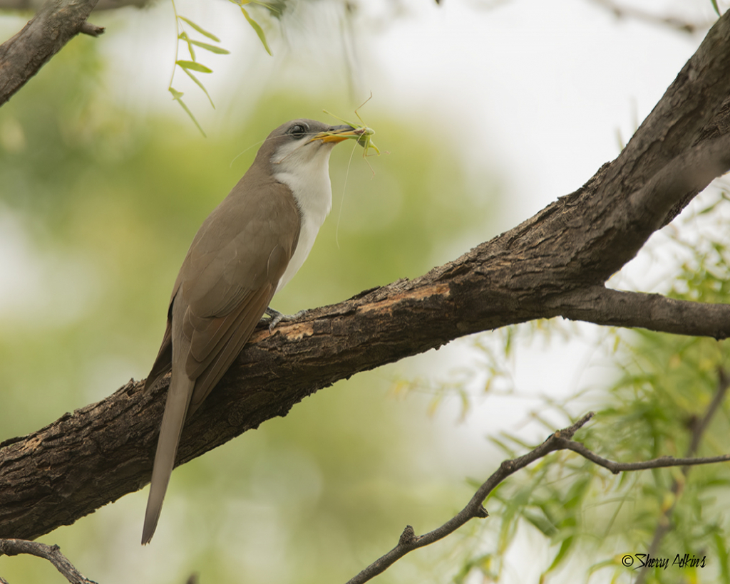 Yellow-billed Cuckoo