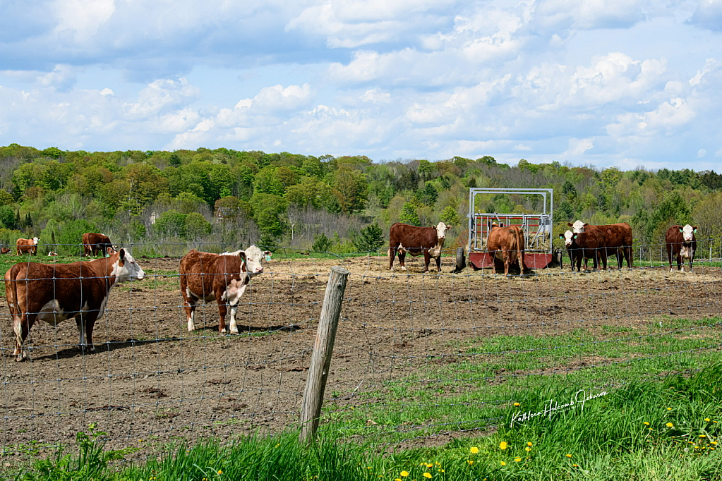 Vermont Back Yard - Hereford Beef Cattle!