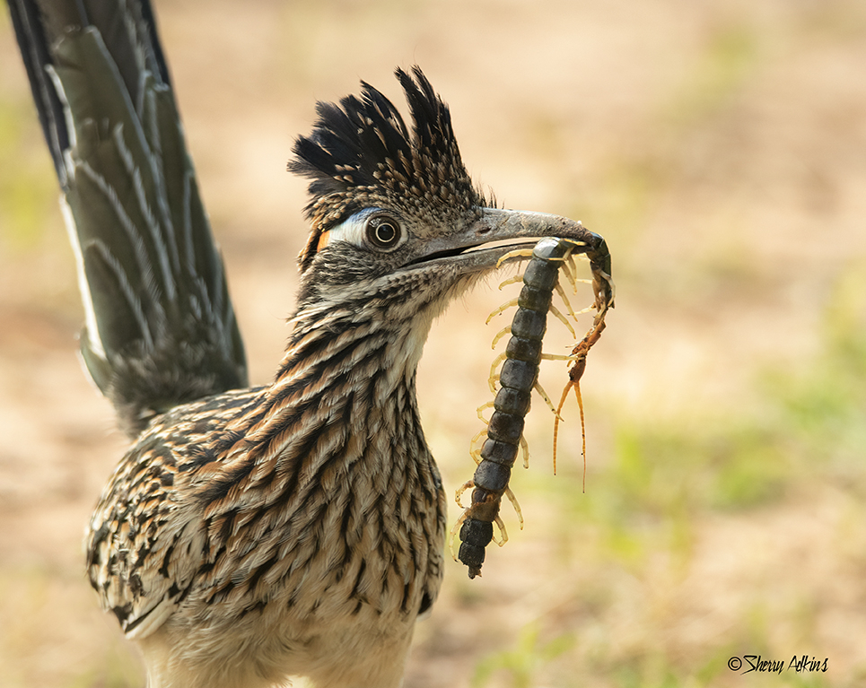 Roadrunner with centipede