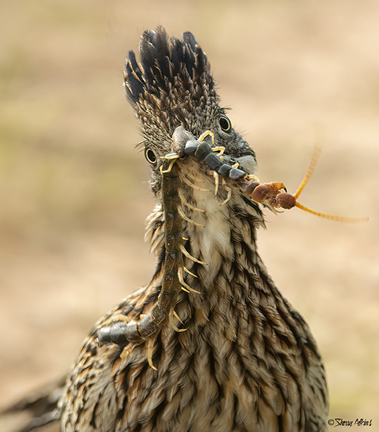 Roadrunner with centipede 2